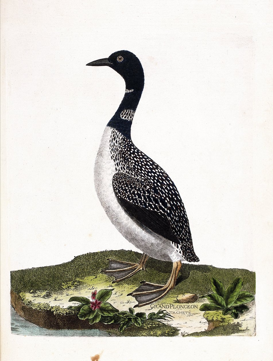 Zoological board (ornithology): the large spot dive (gavia immer). Illustration in 