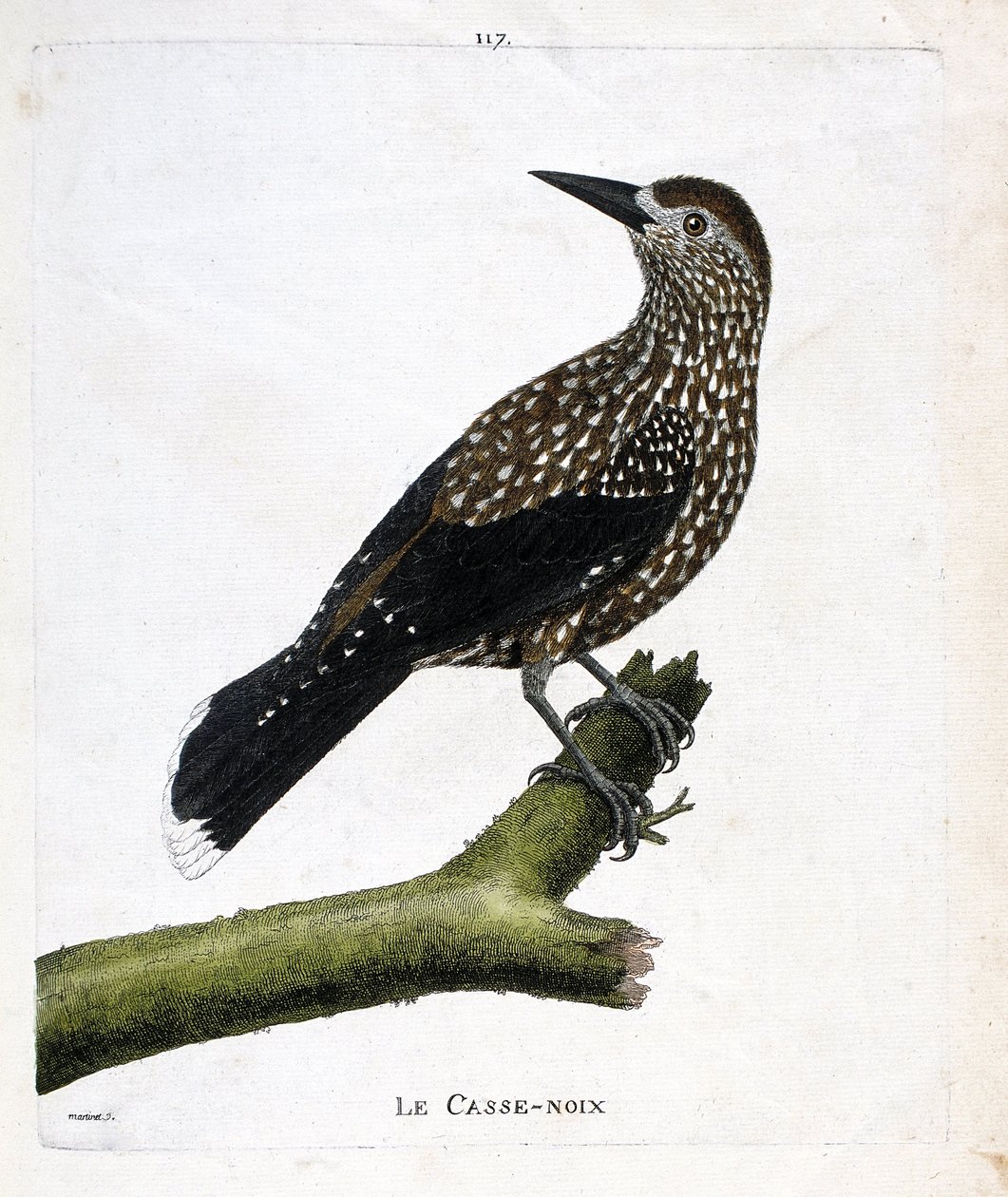Zoological Board (Ornithology): The Nutcracker (Fly Nut or Nucifraga Caryocatacts) on a Branch. Illustration in 