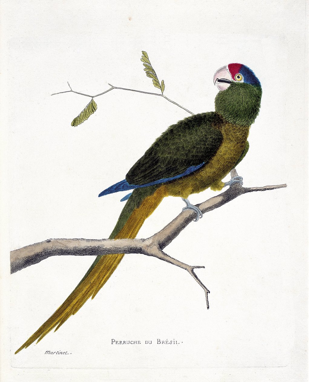 Zoological chart (ornithology): Brazilian parakeet (red-forehead conure or aratinga canicularis) on a branch. Illustration in 