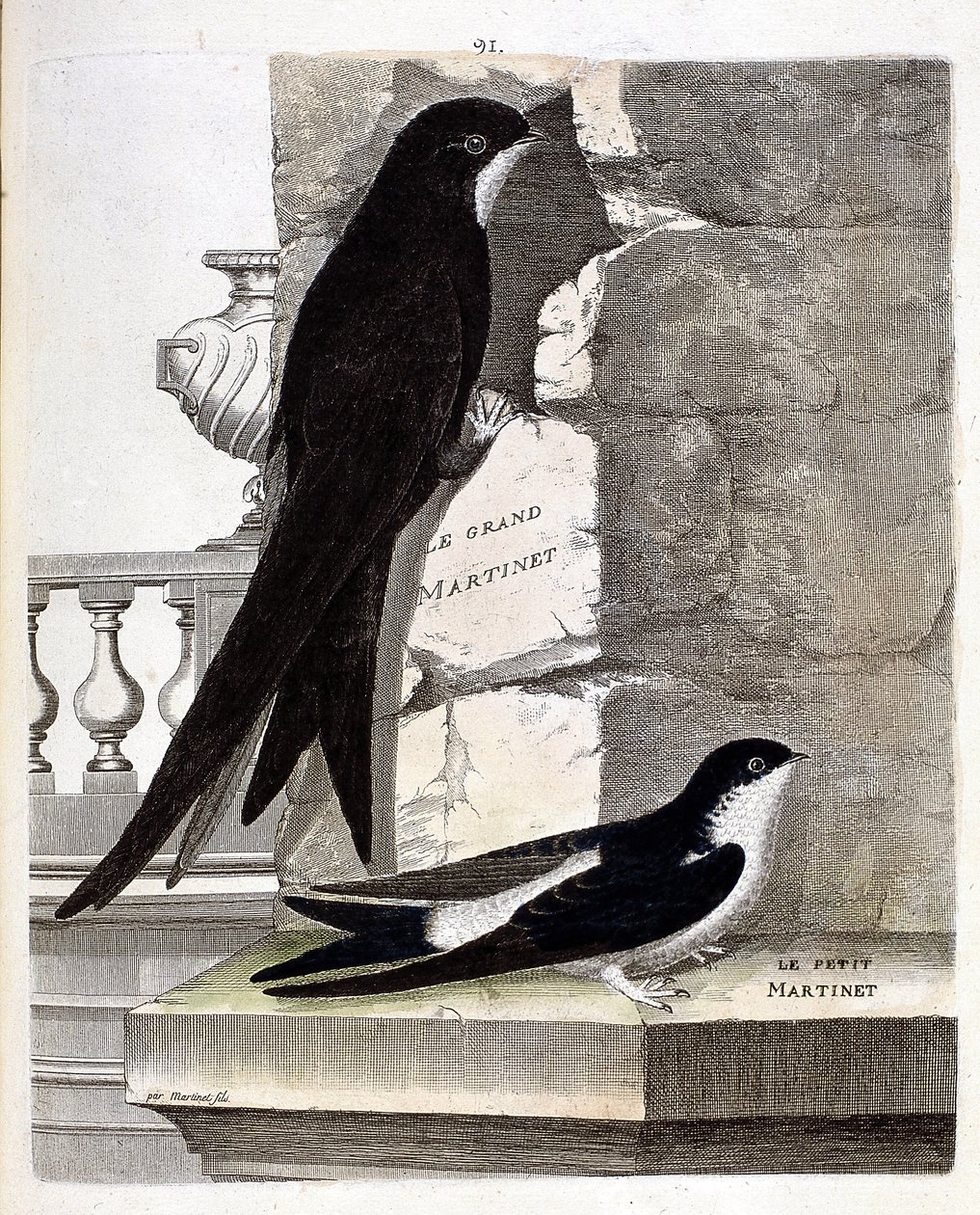 Zoological chart (ornithology): Great Swift and Small Swift. Illustration in 
