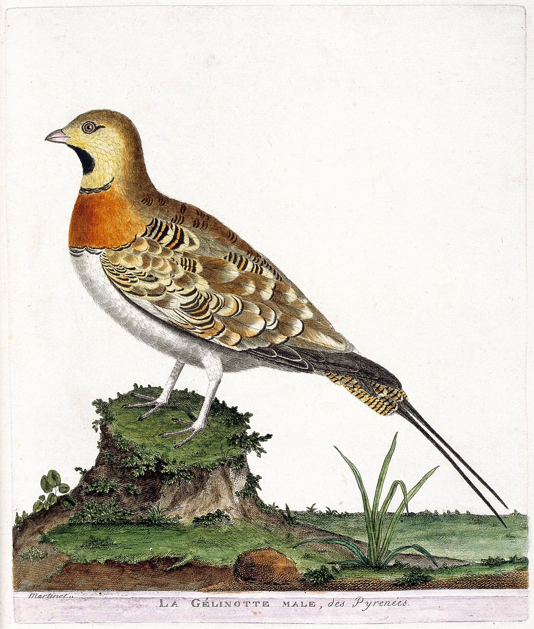 Zoological chart (ornithology): The male gelinotte of Pyrenees (Ganga cata or pterocles alchata). Illustration in 