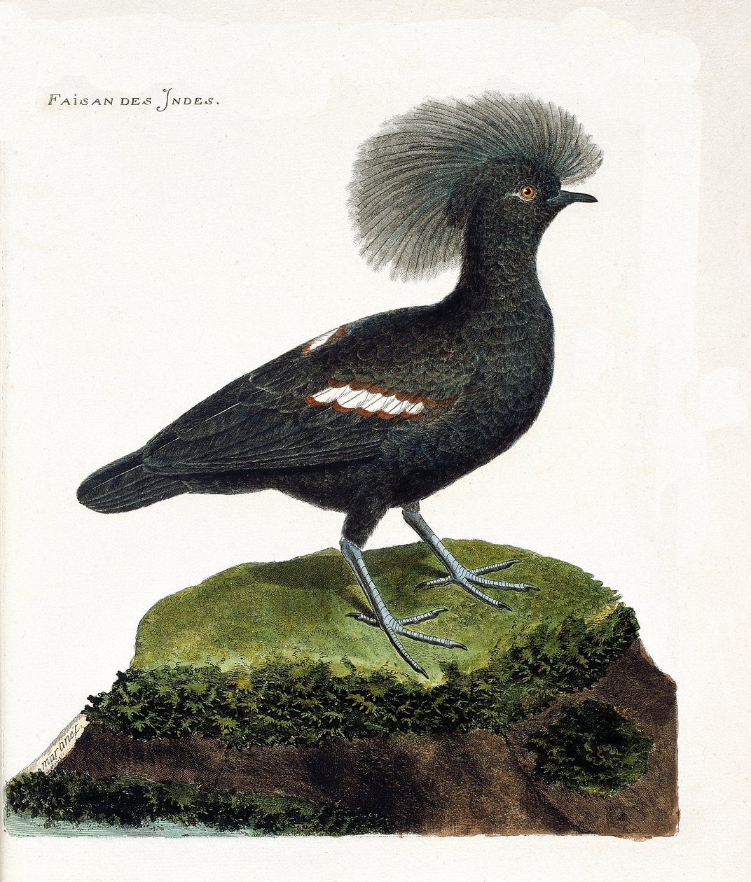 Zoological chart (ornithology): The pheasant of India (goura crown or goura cristata). Illustration in 