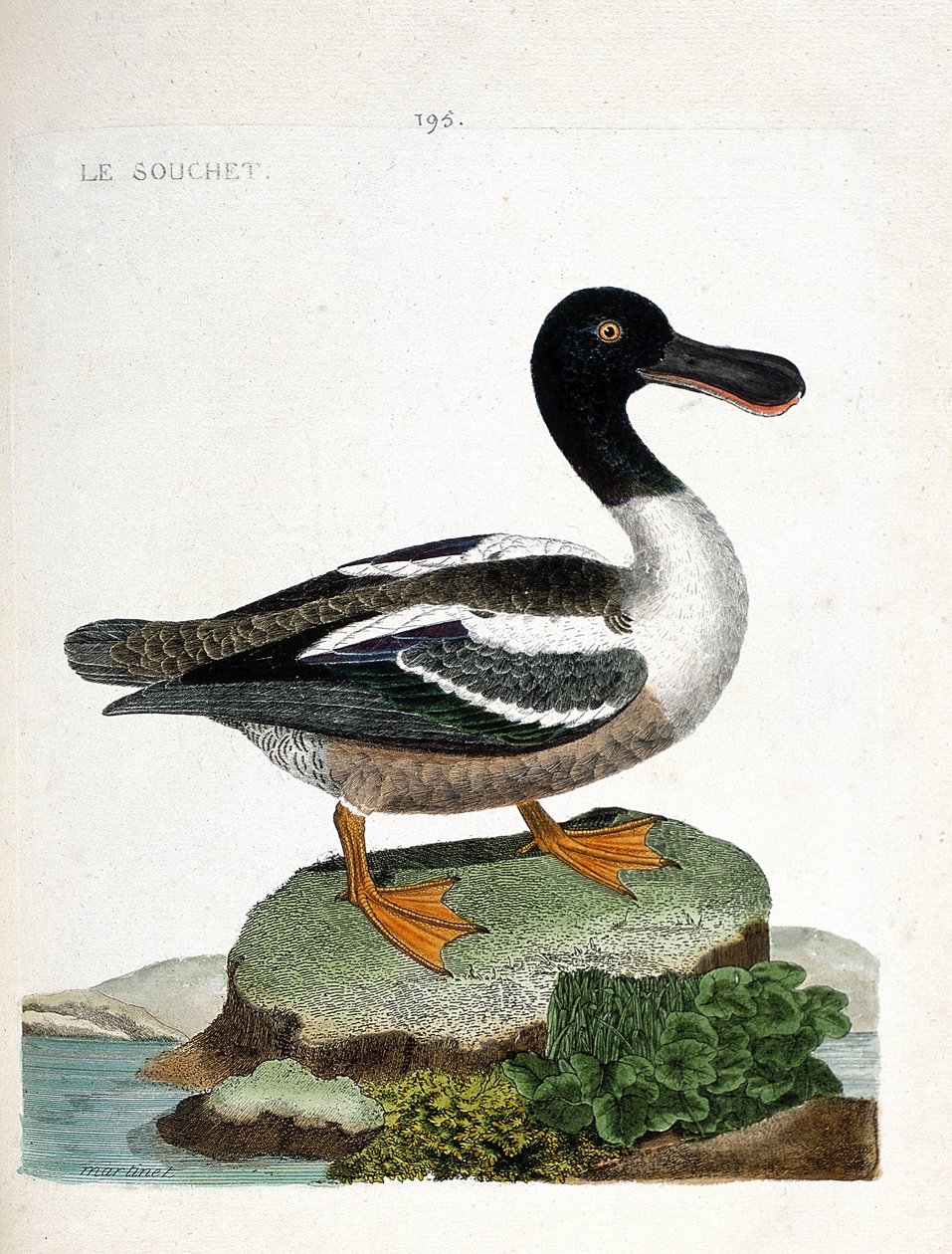 Zoological chart (ornithology): The strain (duck strainberry or anas clypeata). Illustration in 