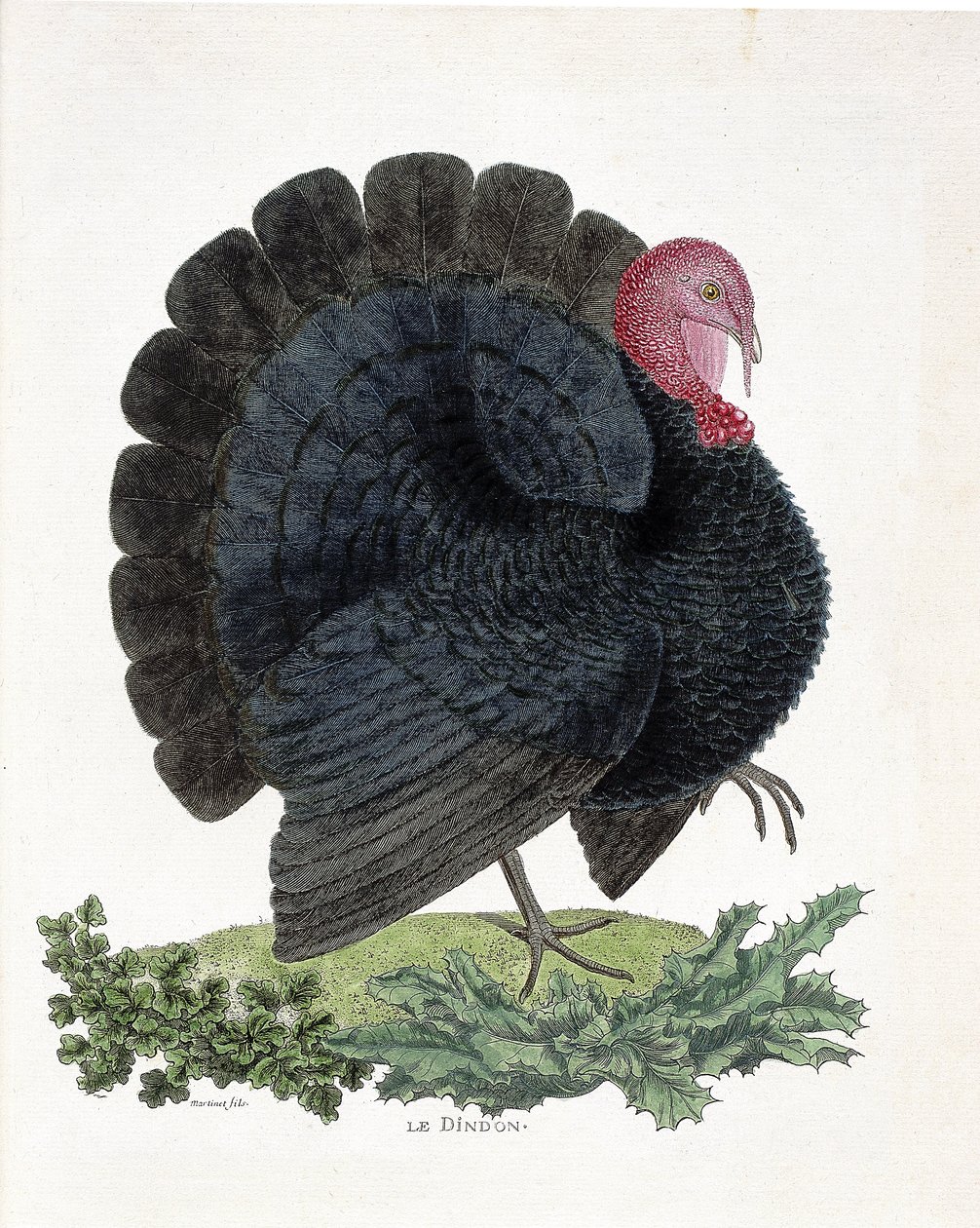Zoological chart (ornithology): Turkey (domestic turkey or Melaeagris gallopavo). Illustration in 