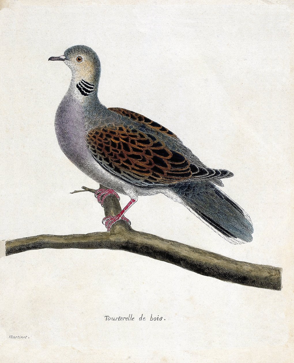 Zoological chart (ornithology): Wood dove (wooddove or streptopelia turtur) on a branch. Illustration in 