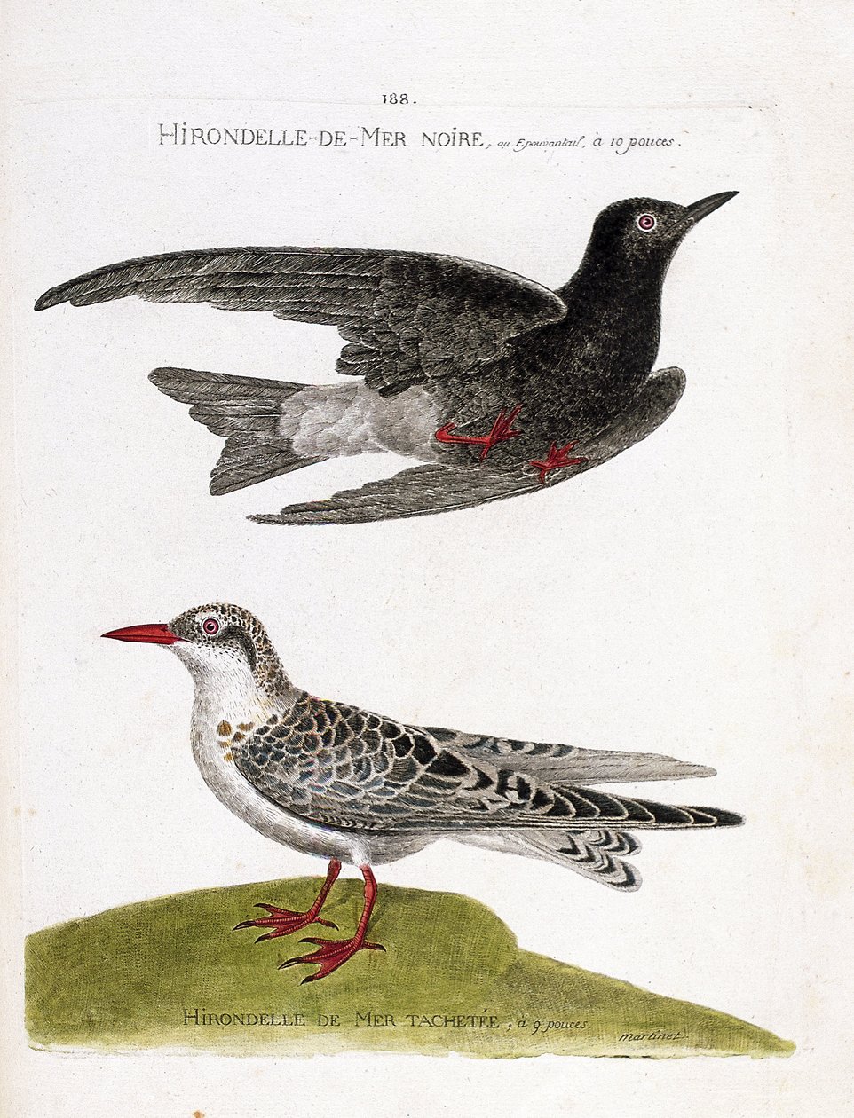 Zoological Chart (Ornithology): Black Sea Swallow (Sea Swallow or Black Dwarf or Chlidonias Niger) in Flight and Spotted Sea Swallow (Moustac Guifette or Chlidonias Hybrida). Illustration in 
