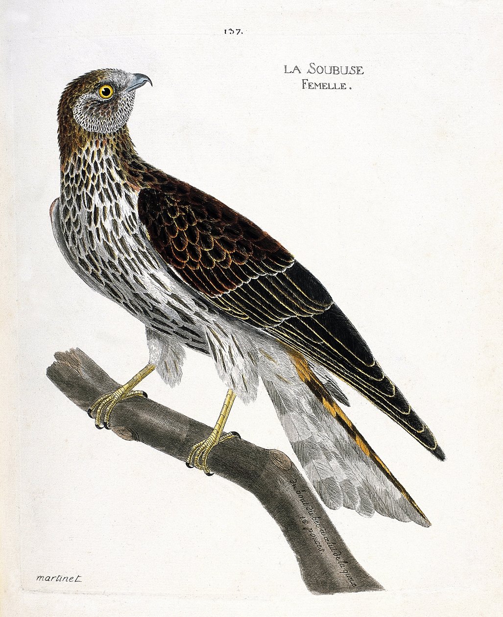 Zoological chart (ornithology): female soubuse (busard saint martin or circus cyaneus) on a branch. Illustration in 
