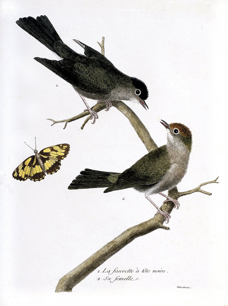 Zoological chart (ornithology): from top to bottom: blackhead hawk and its female (Sylvia atricapilla) on a branch. Illustration in 