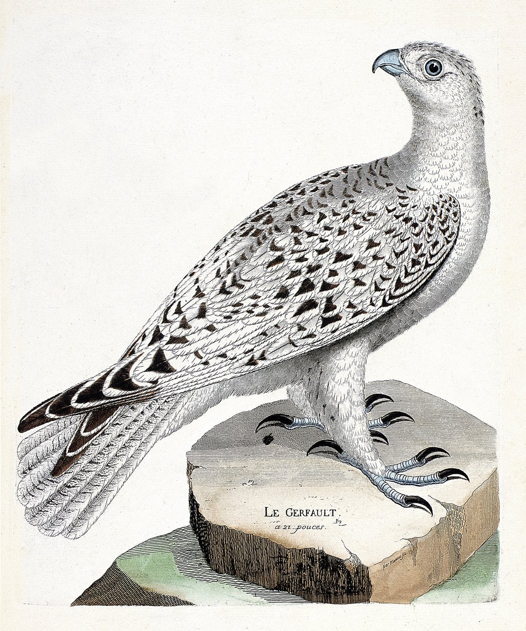 Zoological chart (ornithology): gerfault (falco rusticolus). Illustration in 