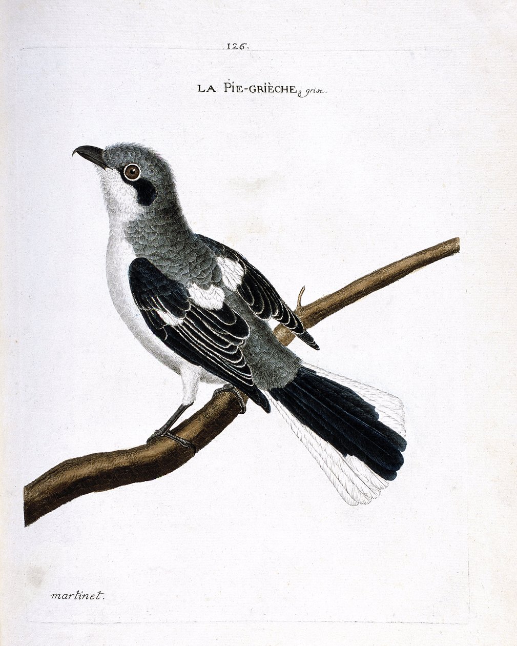 Zoological chart (ornithology): grey grieche on a branch. Illustration in 