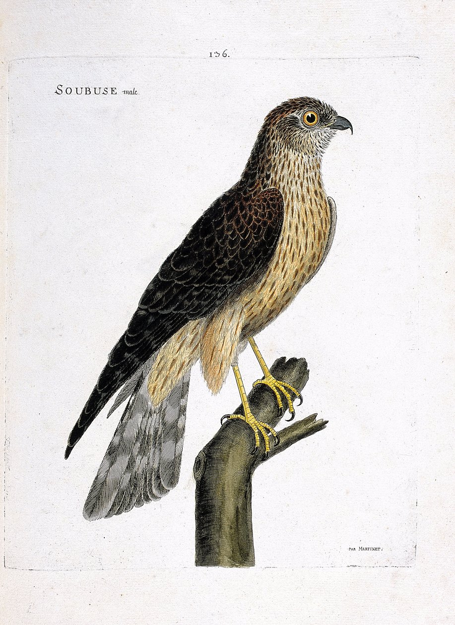 Zoological chart (ornithology): male soubuse (busard saint martin or circus cyaneus) on a branch. Illustration in 