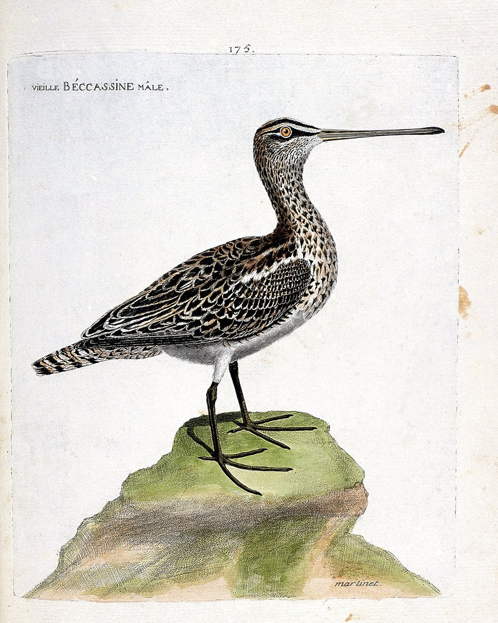 Zoological chart (ornithology): old male becassine (marsh becassine or gallinago gallinago). Illustration in 