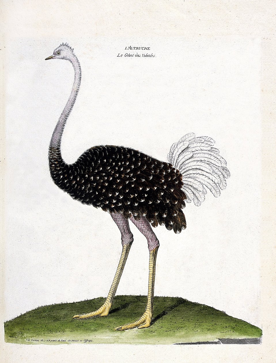 Zoological chart (ornithology): ostrich. Illustration in 