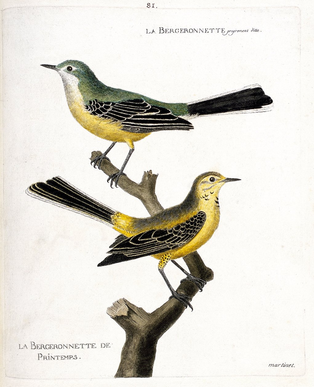 Zoological chart (ornithology): the bergeronnette itself and the spring bergeronnette on a branch. Illustration in 