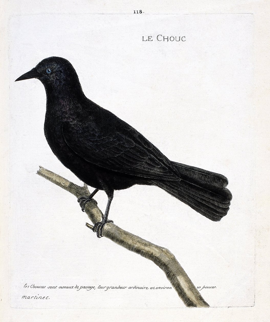Zoological chart (ornithology): the cabbage on a branch. Illustration in 