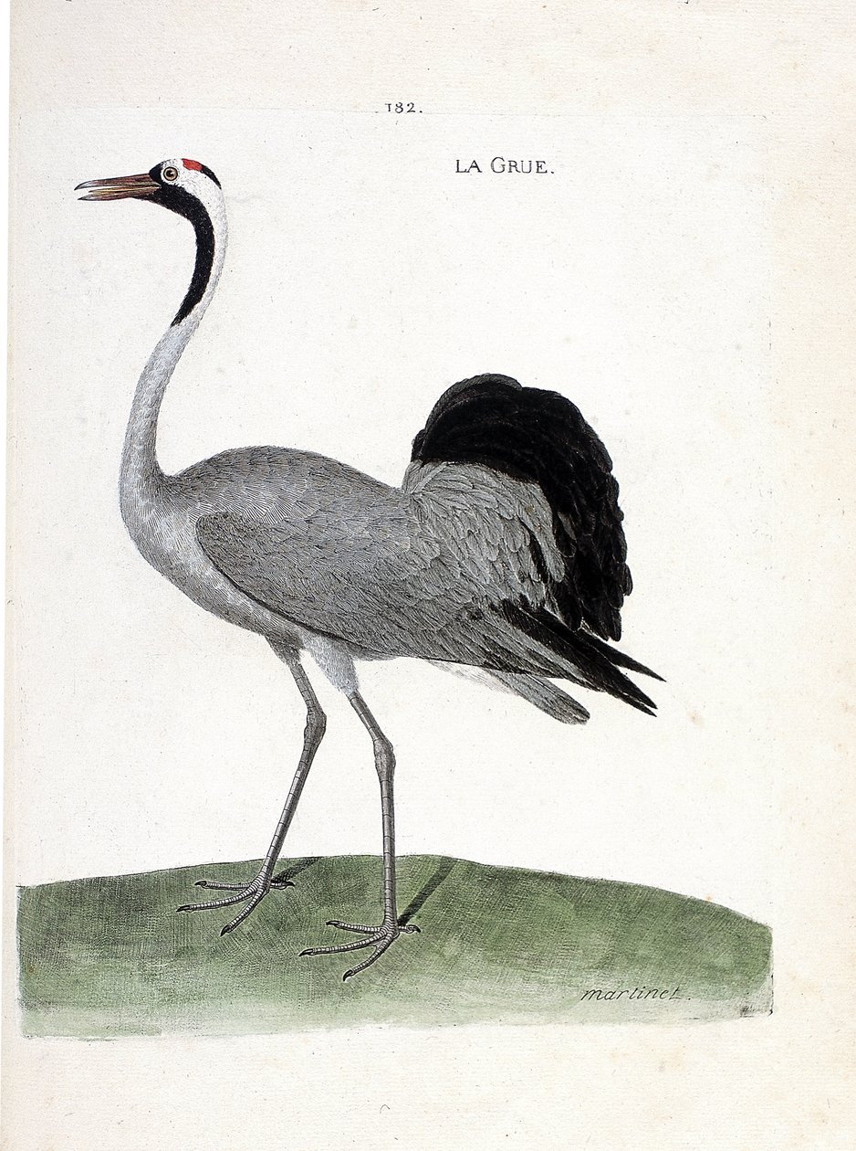 Zoological chart (ornithology): the crane. Illustration in 