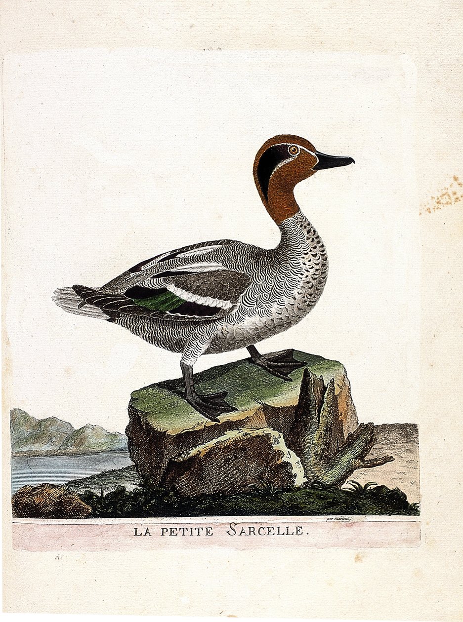 Zoological chart (ornithology): small teal (winter teal or anas crecca). Illustration in 
