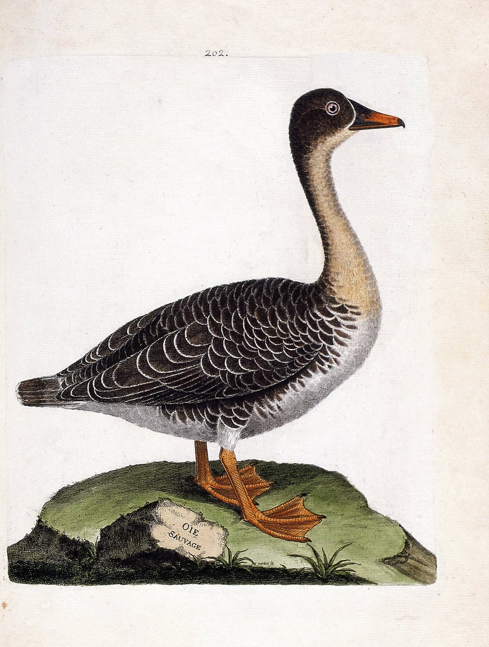 Zoological chart (ornithology): wild goose (harvest goose or anser fabalis). Illustration in “The History of the Birds, Painted in Their Appearing and Sensitive Aspects” by Francois Nicolas Martinet (1731-1800). Private collection. by Francois Nicolas Martinet