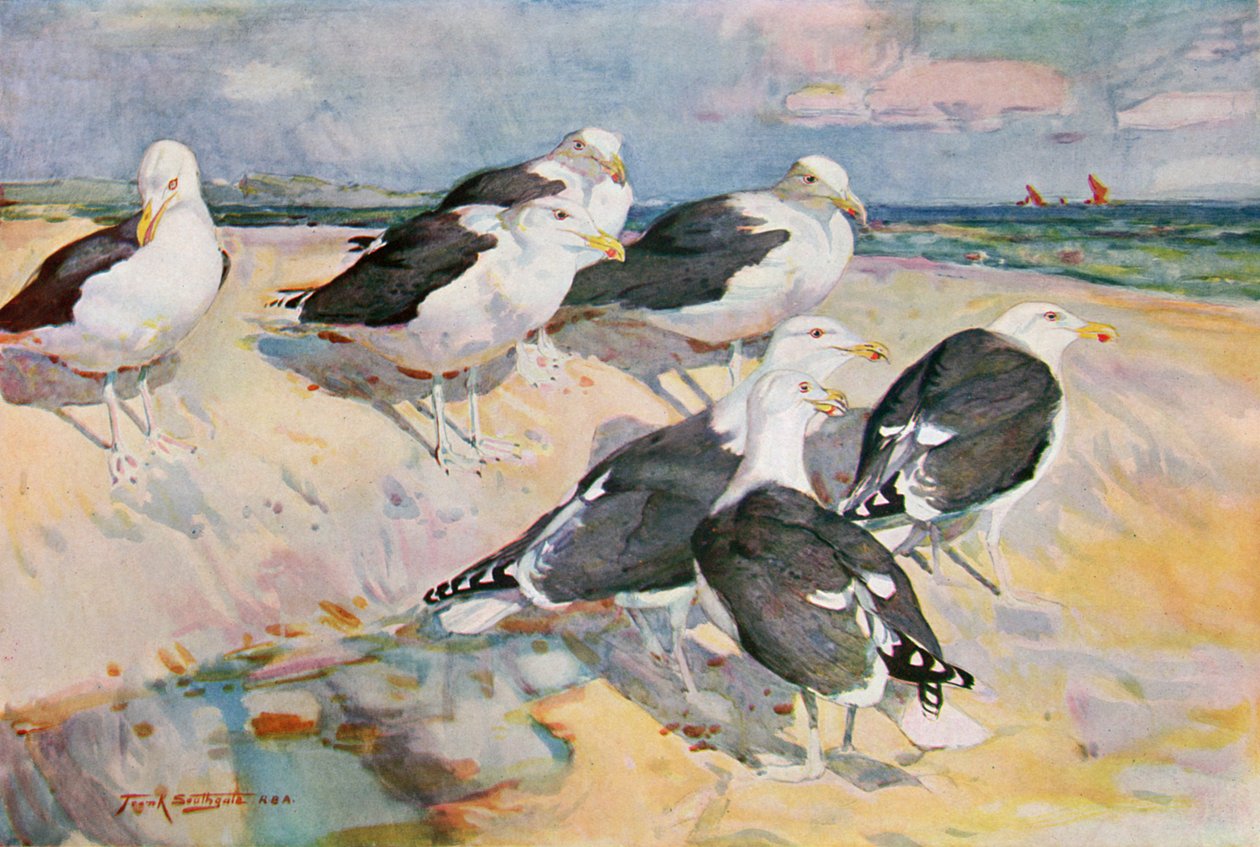 Black-backed Gulls, illustration from 