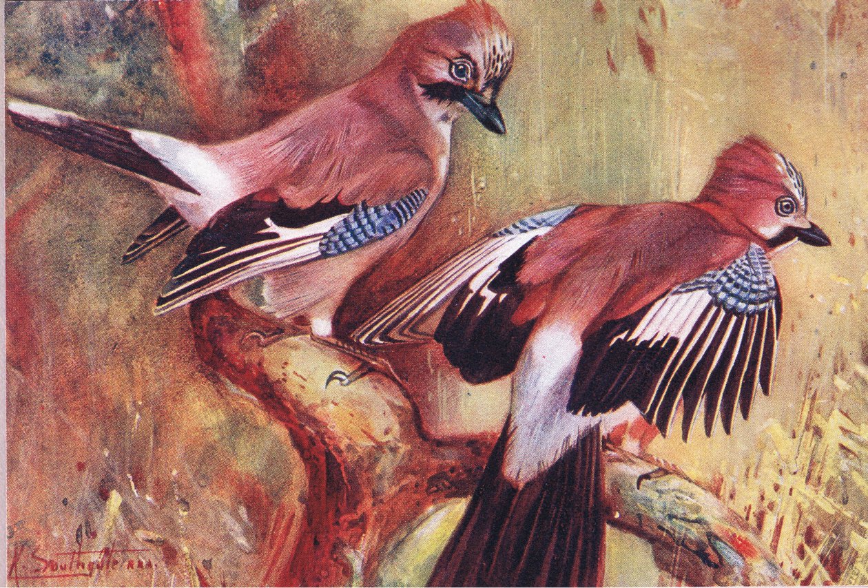 Jays, Illustration from Wild Nature & Country Life, c.1910 by Frank Southgate