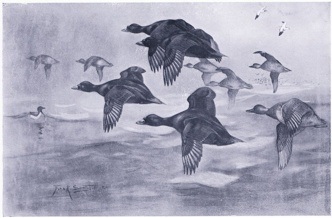 Scoters rising by Frank Southgate