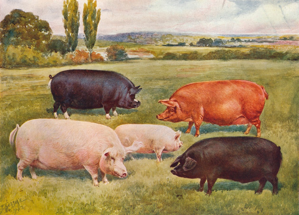Breeds of pigs, c1902-c1910 by Frank Babbage