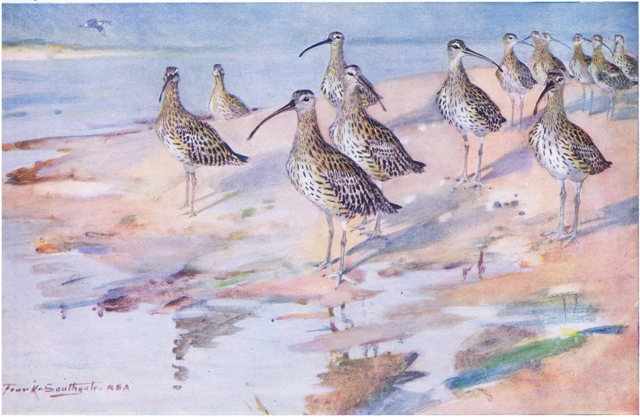 Curlews at Blakeney Point by Frank Southgate