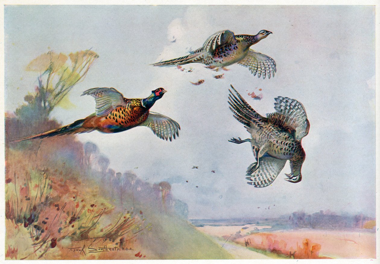 High Pheasants, illustration from 