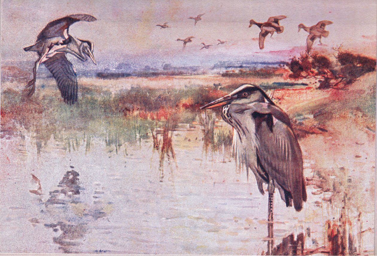 The Heron, Illustration from Wild Nature & Country Life by Frank Southgate