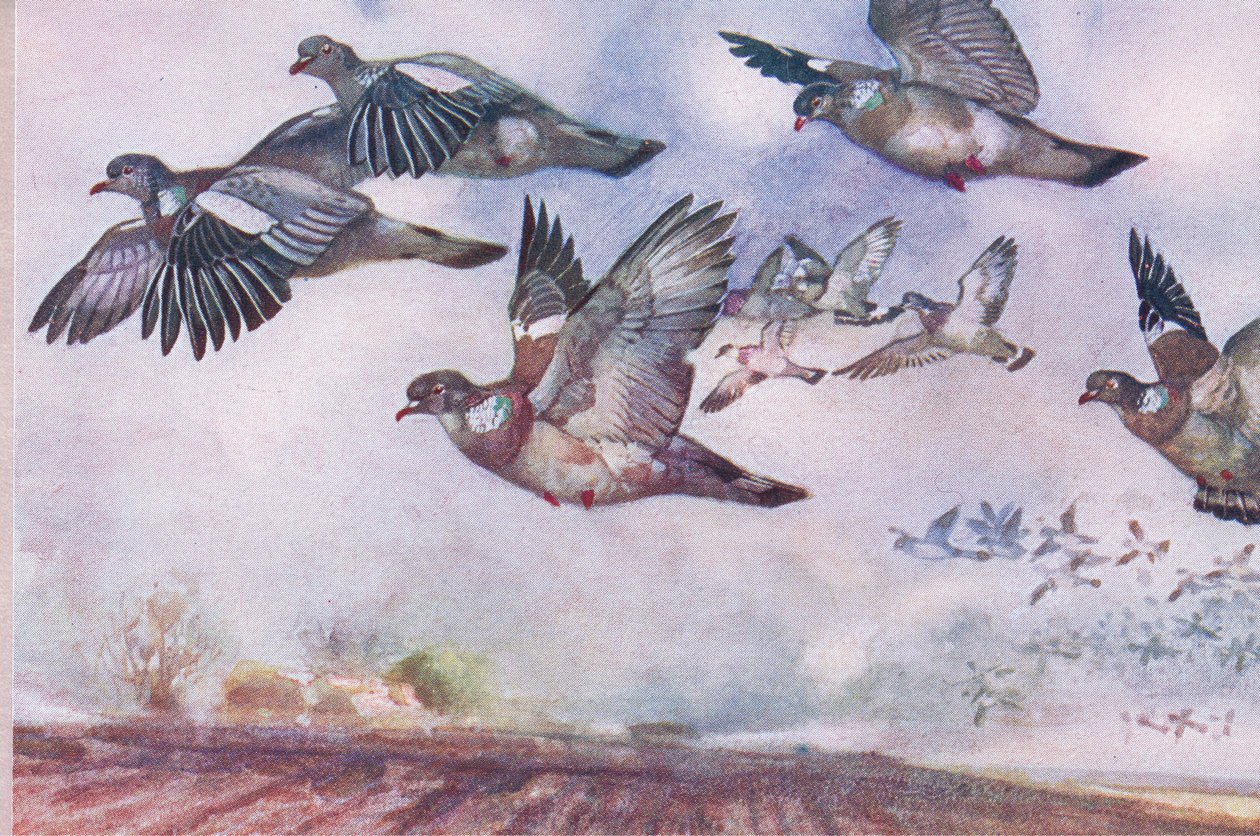 Wood Pigeons in Flight, Illustration from Wild Nature & Country Life Published by Hodder & Stoughton, c.1910 by Frank Southgate