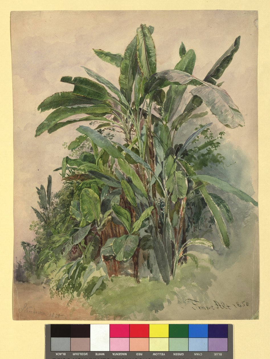 Schönbrunn - Plant Study by Franz Alt