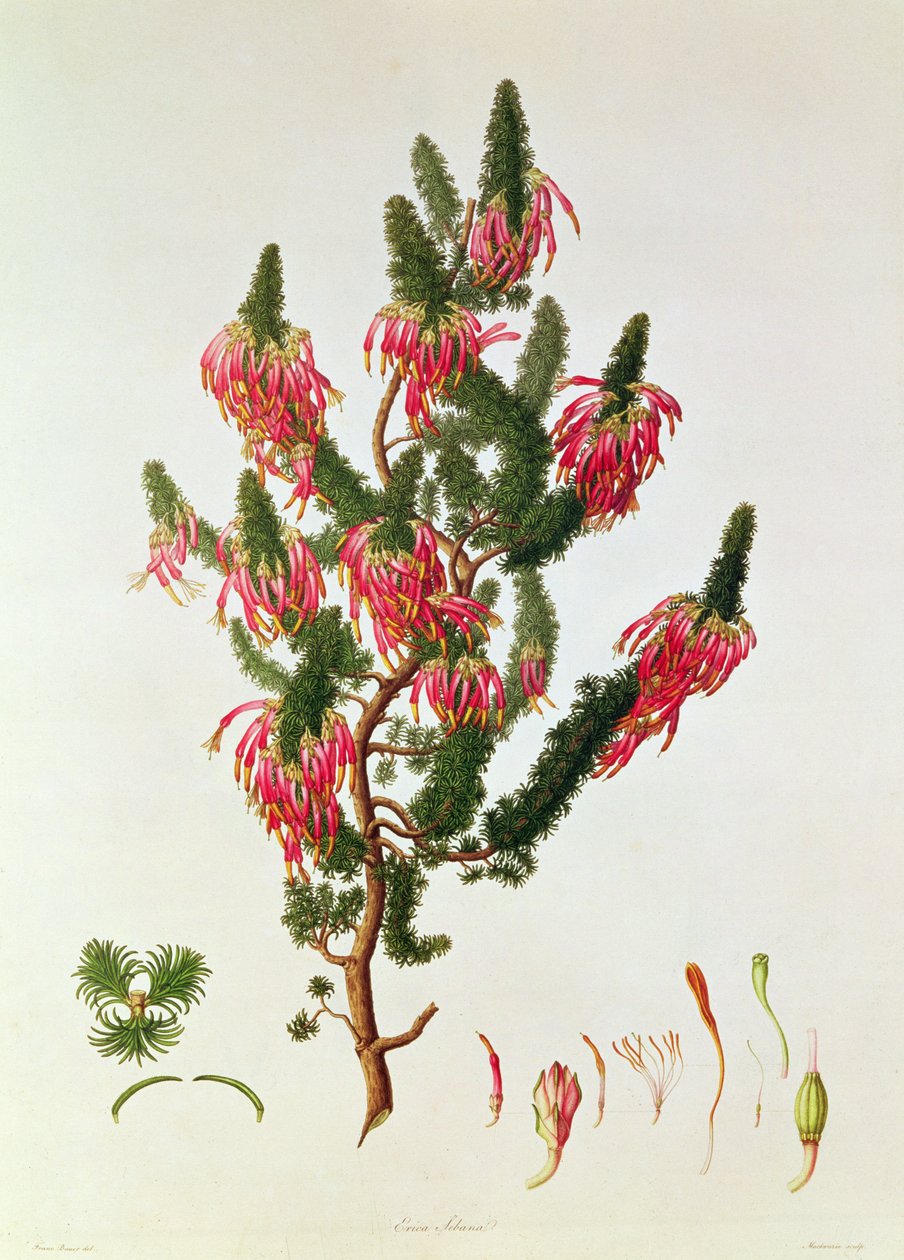 Heather, Erica Sebana, engraved by Mackenzie by Franz Andreas Bauer