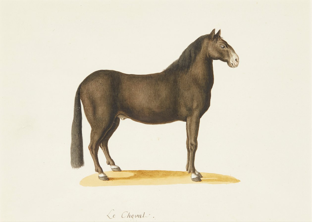 The Horse by Franz Anton von (attr.to) Scheidel