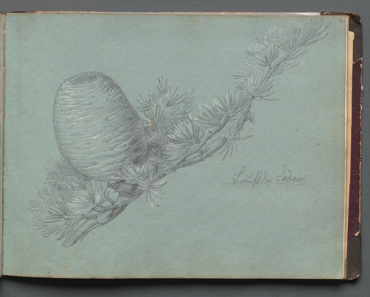 Album with Views of Rome and Surroundings, Landscape Studies, page 49a: Study of an Evergreen by Franz Johann Heinrich Nadorp