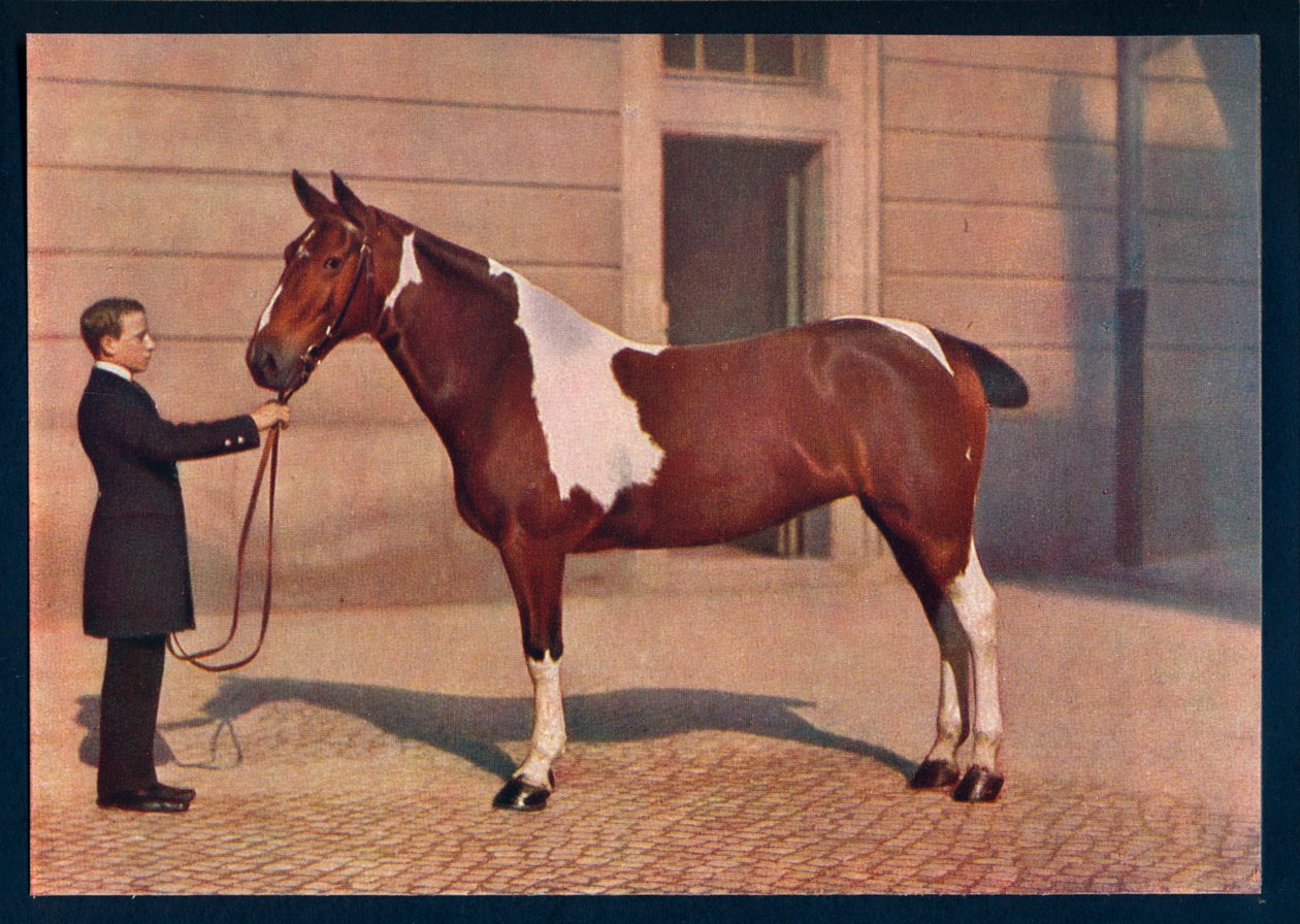 A Photograph of a Horse Taken with a Zeiss Tessar Lens, c1908 by Franz Kuhn