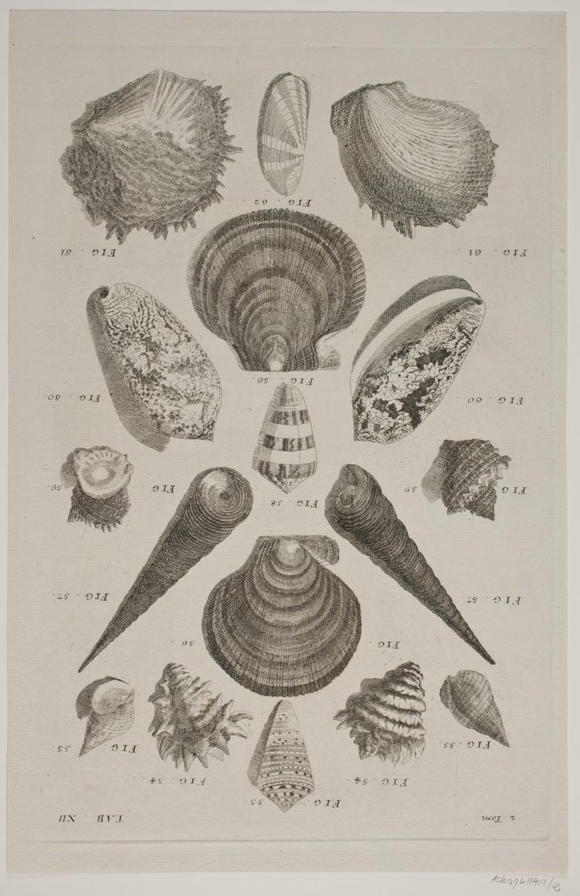 Plate with Shells. Plate 12. by Franz Michael Regenfus