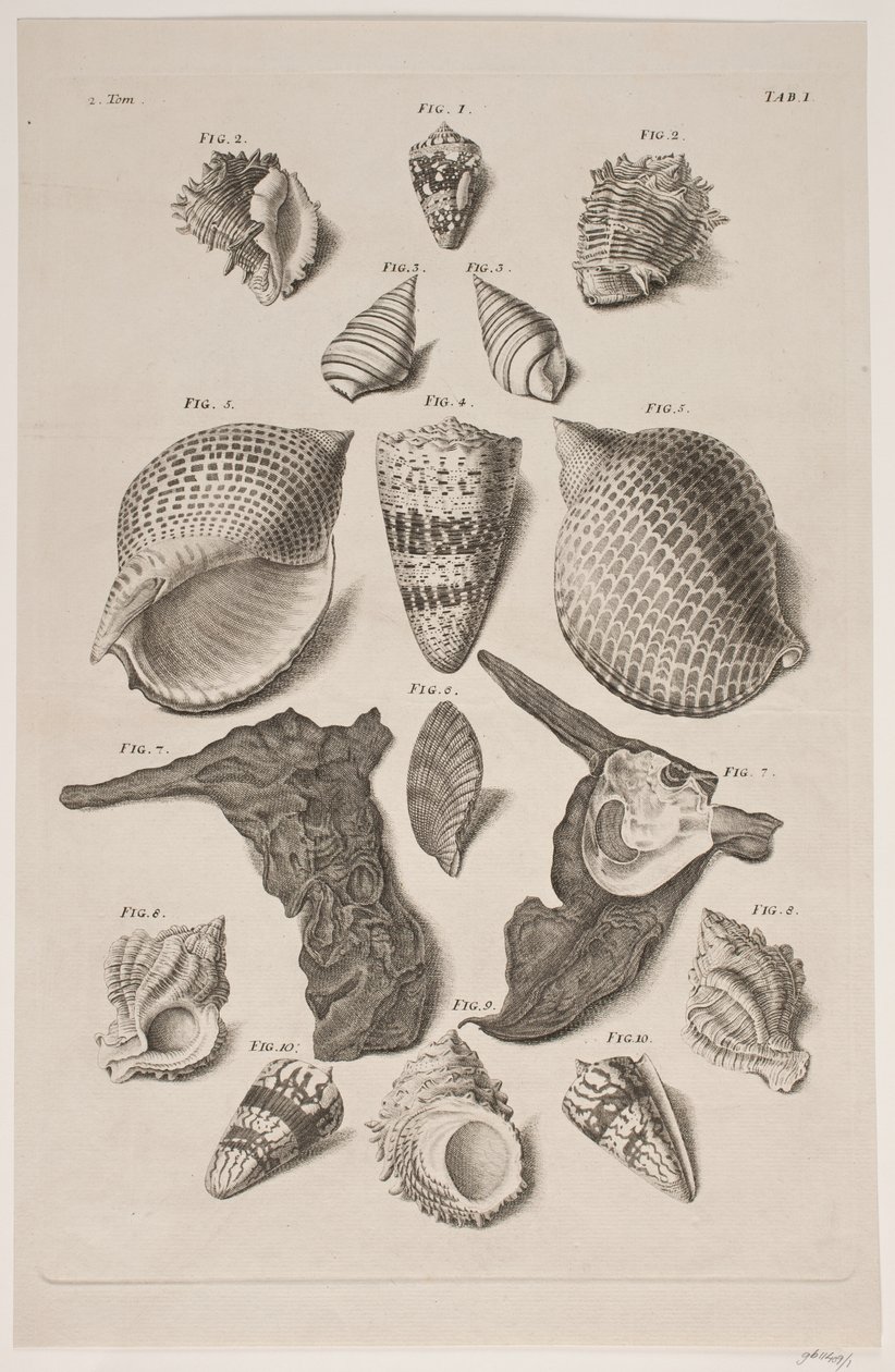 Plate with Shells. Plate 1. by Franz Michael Regenfus