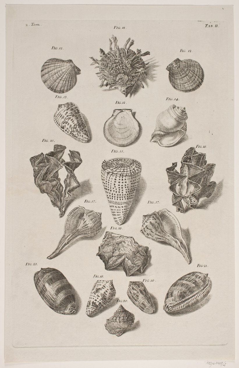 Plate with Shells. Plate 2. by Franz Michael Regenfus