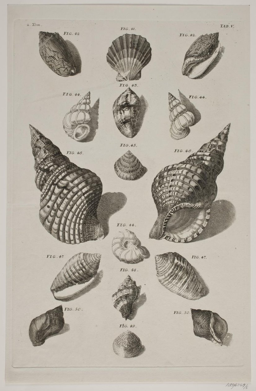 Plate with Shells. Plate 5. by Franz Michael Regenfus