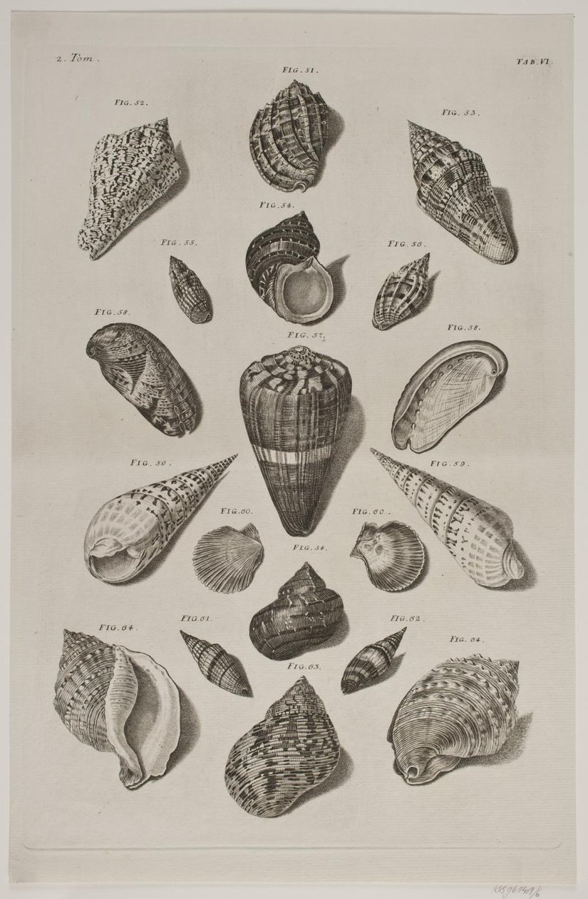 Plate with Shells. Plate 6. by Franz Michael Regenfus