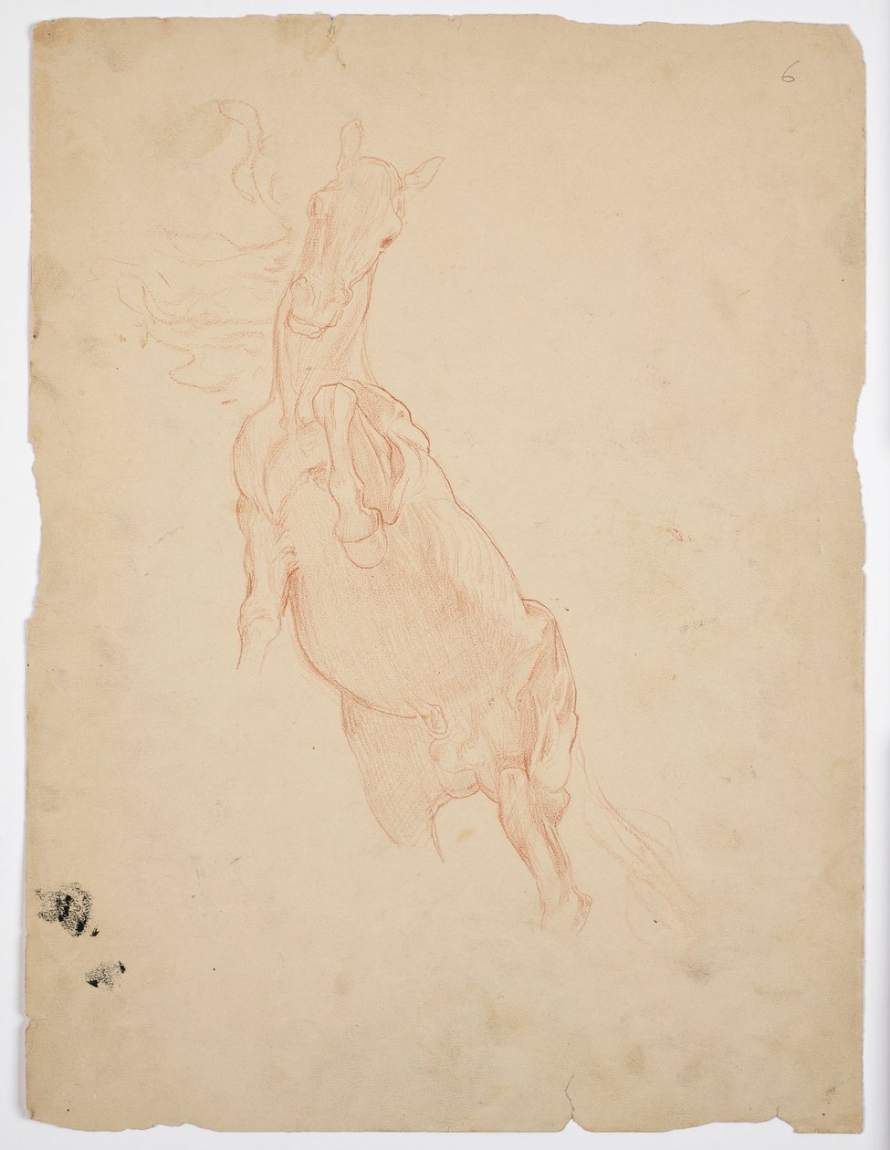 Studies of a Rising Horse by Franz von Matsch