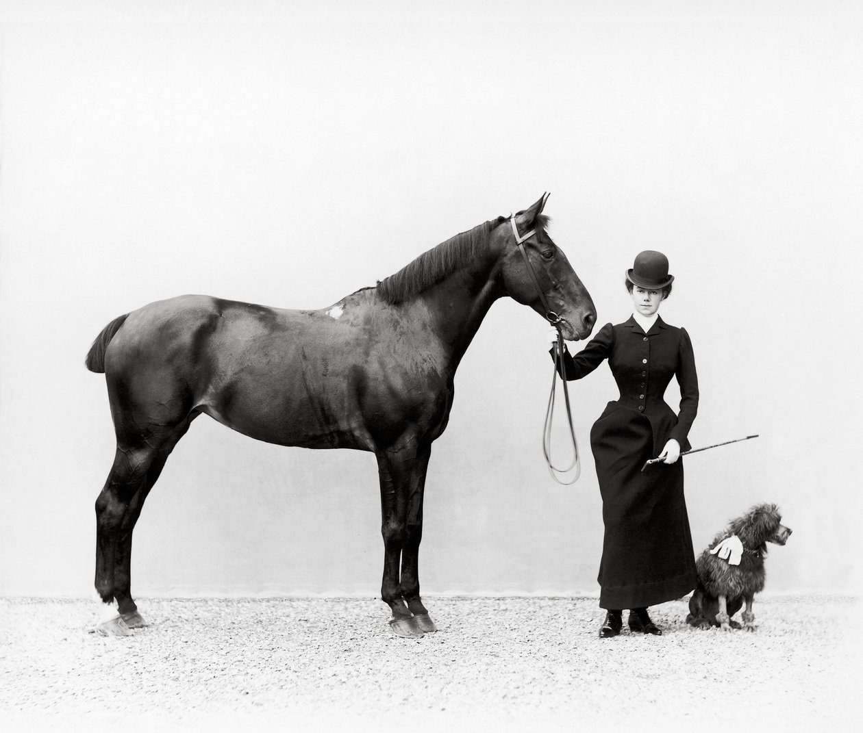 Portrait of Miss Walsh with a Horse and a Miniature Poodle at Villa di Montefonte, in the Poggio Imperiale Area of Florence by Fratelli Alinari Fratelli Alinari