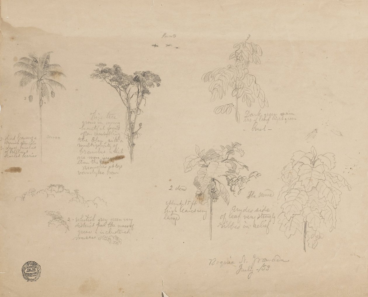 Botanical Sketches from Colombia by Frederic Edwin Church