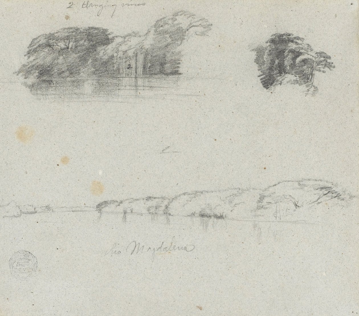 Sketches of Trees, Vines and a Bank of the Rio Magdalena, Colombia by Frederic Edwin Church