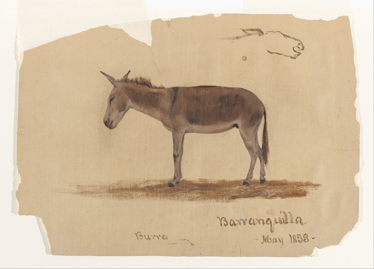 A Donkey, Barranquilla, Colombia by Frederic Edwin Church