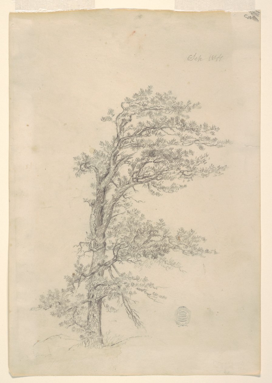 A Pitch Pine by Frederic Edwin Church