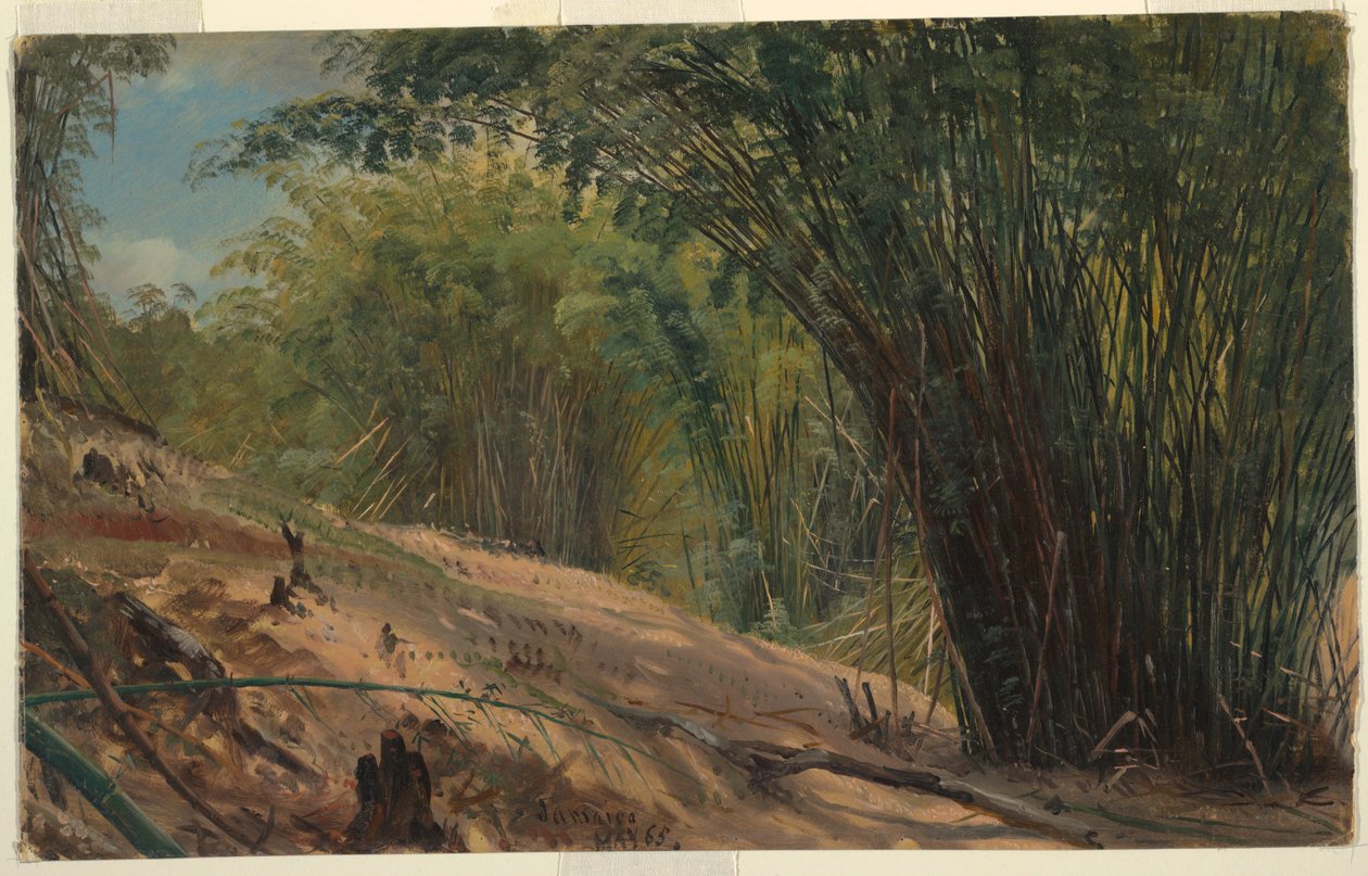 Bamboo Grove, Jamaica by Frederic Edwin Church