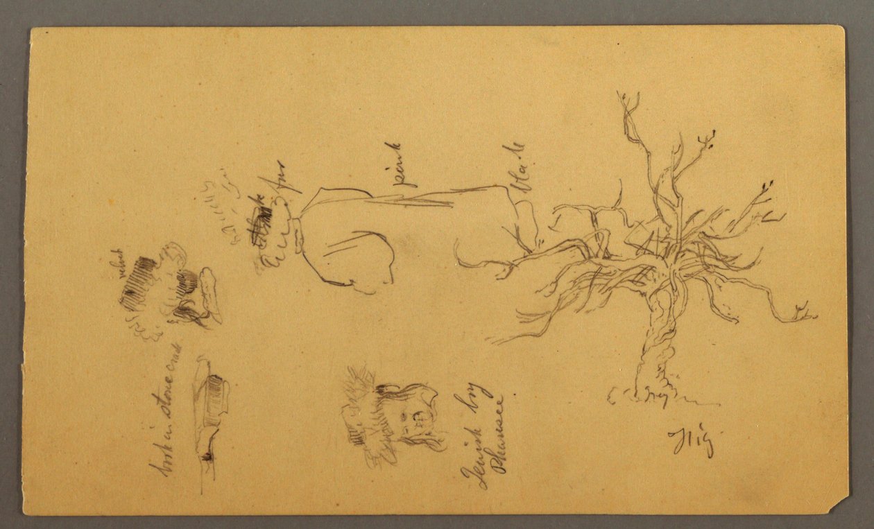 Costume Design of a Jewish Boy Described as a Pharisee, a Fig Tree, and Heads, Palestine by Frederic Edwin Church