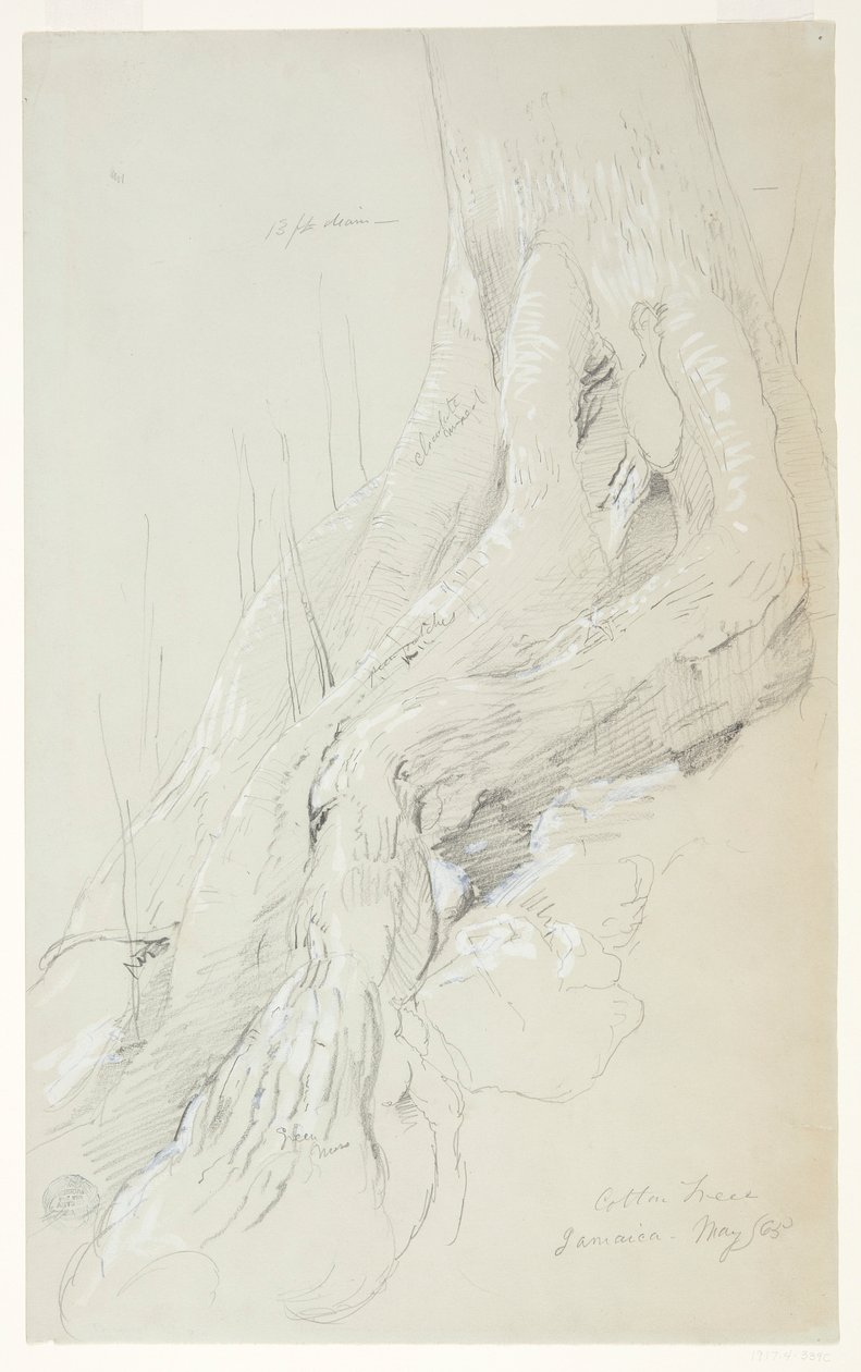 Cotton Tree Roots Growing on a Slope, Jamaica by Frederic Edwin Church