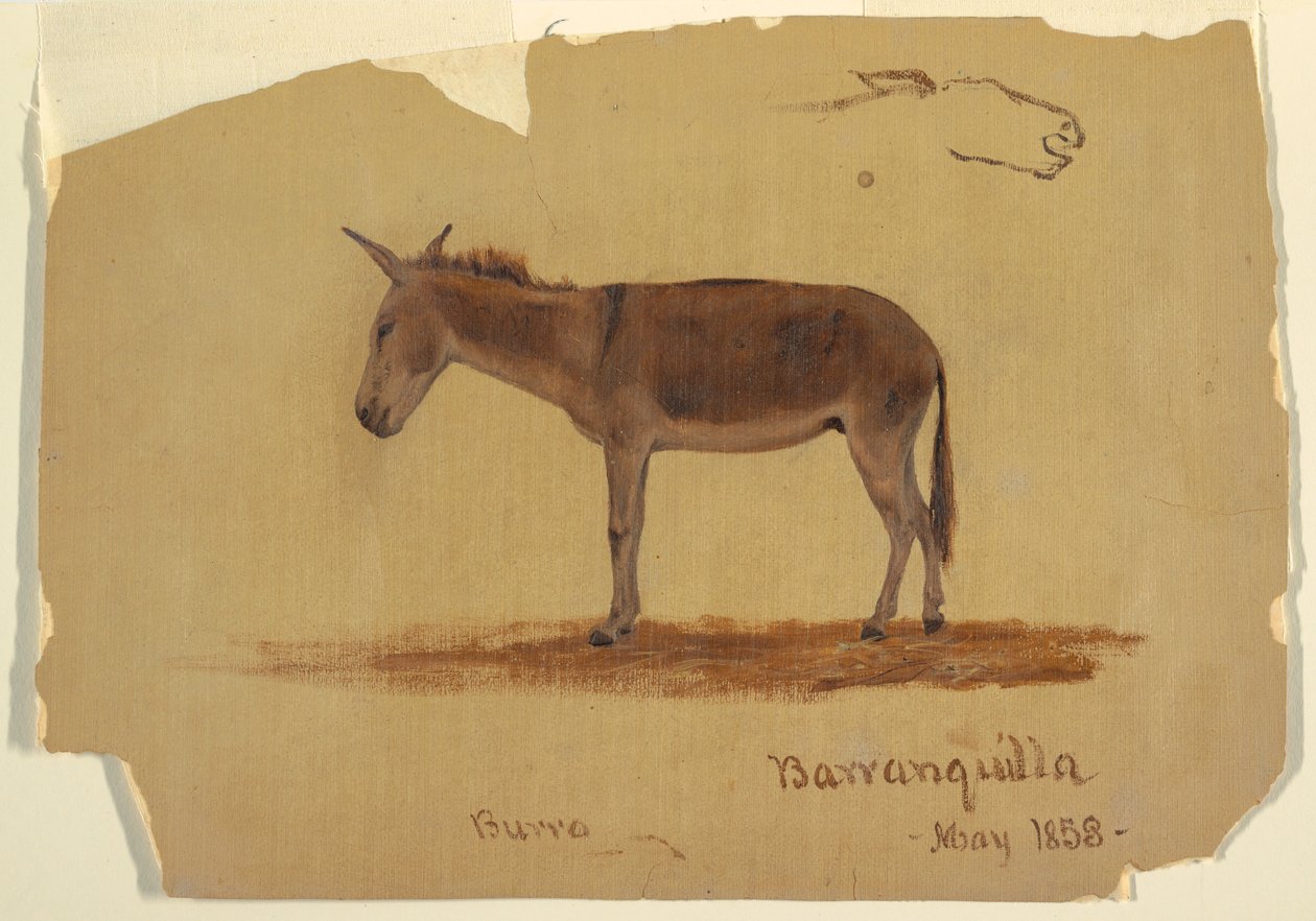 A Donkey, Baranquilla, Columbia, May 1853 by Frederic Edwin Church